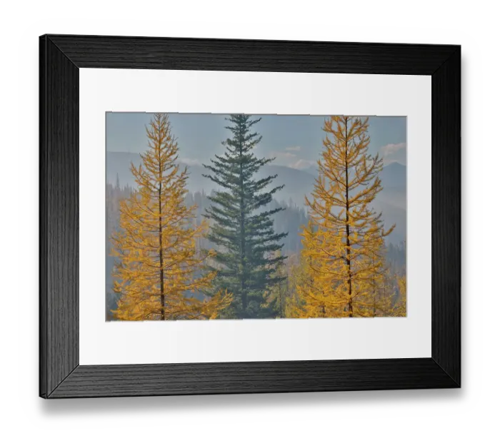Framed Print : USA, Washington State. Larch trees in autumn color Loup Loup State Forest along Highway 20 with smoke in the air from controlled burn Framed Print : USA, Washington State. Larch trees in autumn color Loup Loup State Forest along Highway 20 with smoke in the air from controlled burn