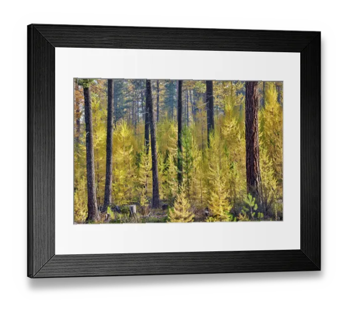 Framed Print : USA, Washington State. Larch trees in autumn color Loup Loup State Forest along Highway 20 with smoke in the air from controlled burn Framed Print : USA, Washington State. Larch trees in autumn color Loup Loup State Forest along Highway 20 with smoke in the air from controlled burn