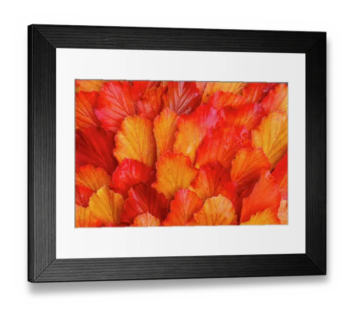 Framed Print : USA, Washington State, Sammamish. Witch-hazel fallen leaf pattern fall color Framed Print : USA, Washington State, Sammamish. Witch-hazel fallen leaf pattern fall color