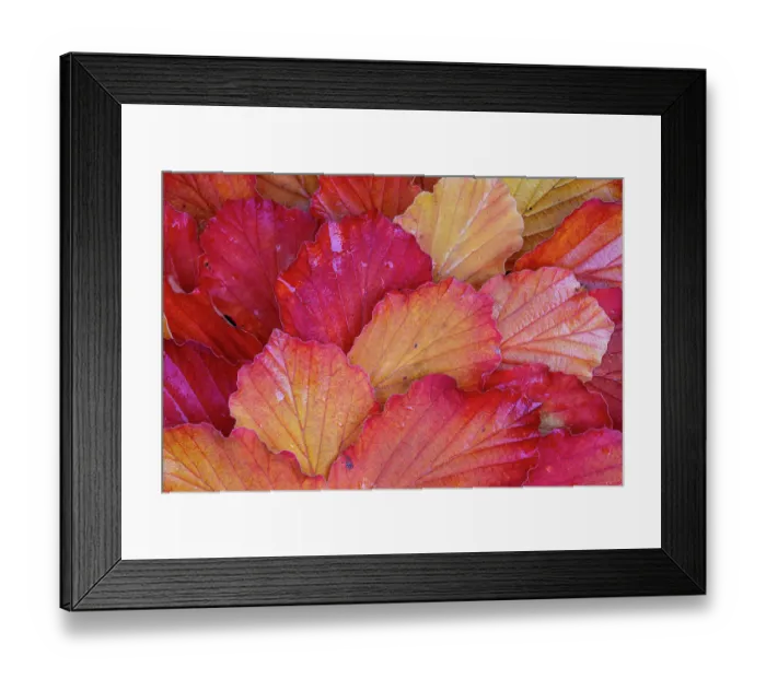 Framed Print : USA, Washington State, Sammamish. Witch-hazel fallen leaf pattern fall color Framed Print : USA, Washington State, Sammamish. Witch-hazel fallen leaf pattern fall color