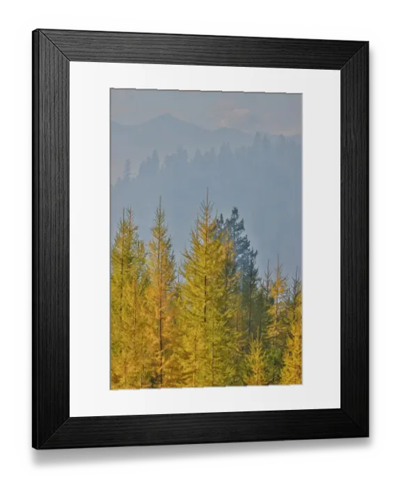 Framed Print : USA, Washington State. Larch trees in autumn color Loup Loup State Forest along Highway 20 with smoke in the air from controlled burn Framed Print : USA, Washington State. Larch trees in autumn color Loup Loup State Forest along Highway 20 with smoke in the air from controlled burn