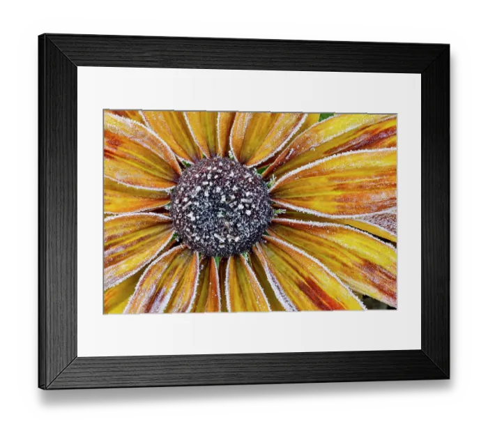 Framed Print : USA, Washington State, Sammamish. Zinnia with Autumn frost Framed Print : USA, Washington State, Sammamish. Zinnia with Autumn frost