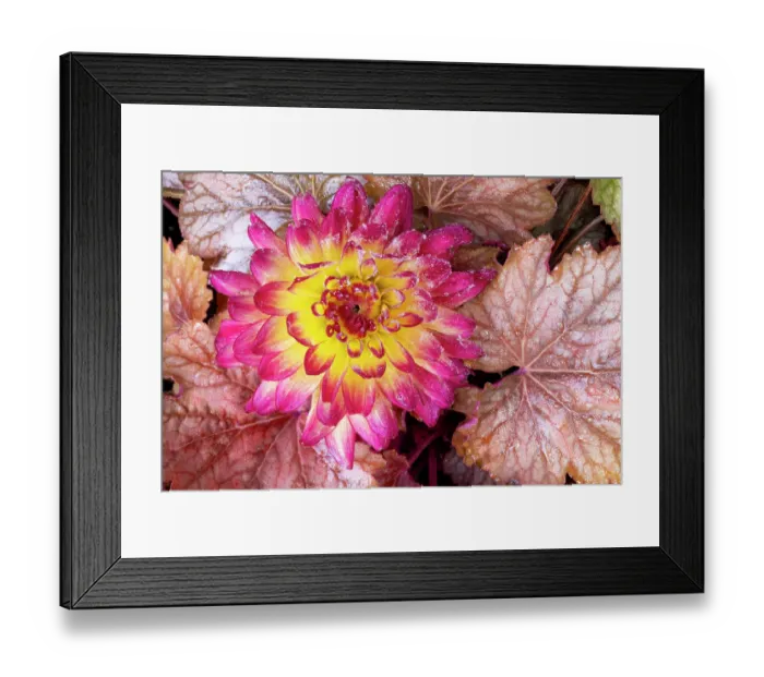 Framed Print : USA, Washington State, Sammamish. Frosted dahlia Framed Print : USA, Washington State, Sammamish. Frosted dahlia