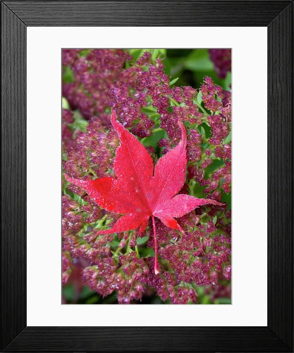 Framed Print : USA, Washington State, Sammamish. Garden fallen autumn colors on Japanese maple leaf on Autumn Joy flowers