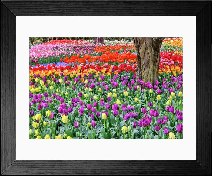 Framed Print : USA, Washington State. Skagit Valley, tulips blooming in garden Framed Print : USA, Washington State. Skagit Valley, tulips blooming in garden