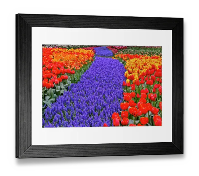 Framed Print : USA, Washington State, Skagit Valley. Garden display with tulips and grape hyacinth Framed Print : USA, Washington State, Skagit Valley. Garden display with tulips and grape hyacinth