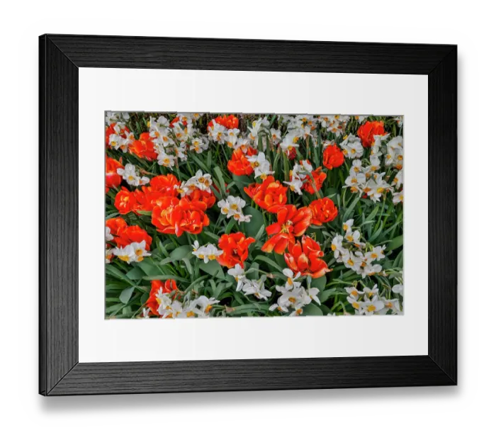 Framed Print : USA, Washington State, Skagit Valley. Red, Orange tulips and Narcissus Framed Print : USA, Washington State, Skagit Valley. Red, Orange tulips and Narcissus