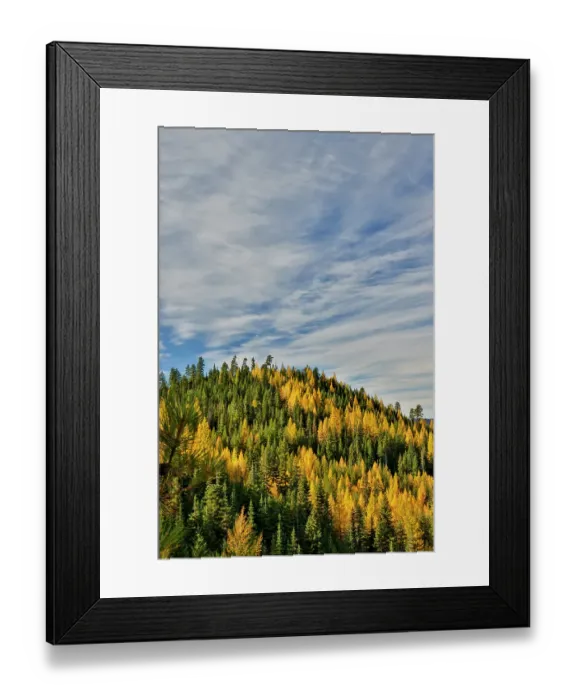 Framed Print : USA, Washington State, Cle Elum. Fall color amongst the golden larch trees Framed Print : USA, Washington State, Cle Elum. Fall color amongst the golden larch trees