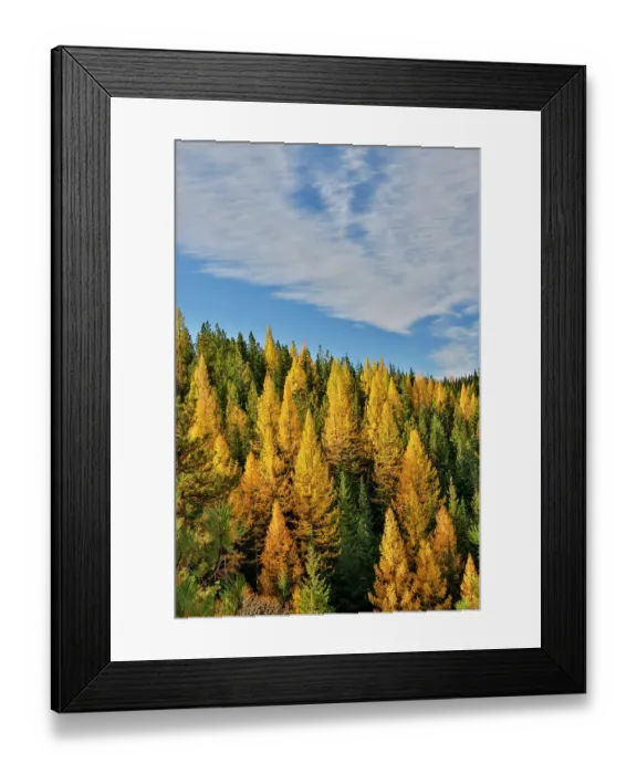 Framed Print : USA, Washington State, Cle Elum. Fall color amongst the golden larch trees Framed Print : USA, Washington State, Cle Elum. Fall color amongst the golden larch trees