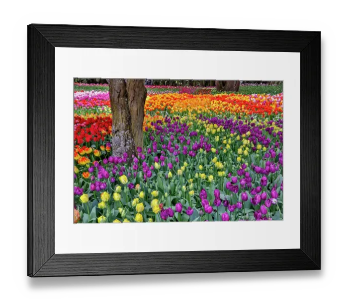 Framed Print : USA, Washington State. Skagit Valley, tulips blooming in garden