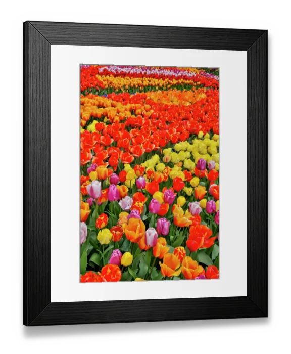 Framed Print : USA, Washington State. Skagit Valley, tulips blooming in garden Framed Print : USA, Washington State. Skagit Valley, tulips blooming in garden