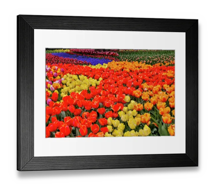 Framed Print : USA, Washington State. Skagit Valley, tulips blooming in garden Framed Print : USA, Washington State. Skagit Valley, tulips blooming in garden
