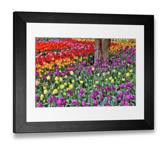 Framed Print : USA, Washington State. Skagit Valley, tulips blooming in garden Framed Print : USA, Washington State. Skagit Valley, tulips blooming in garden