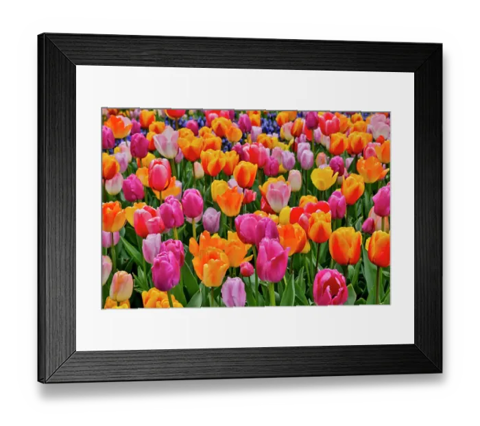 Framed Print : USA, Washington State. Skagit Valley, tulips blooming in garden