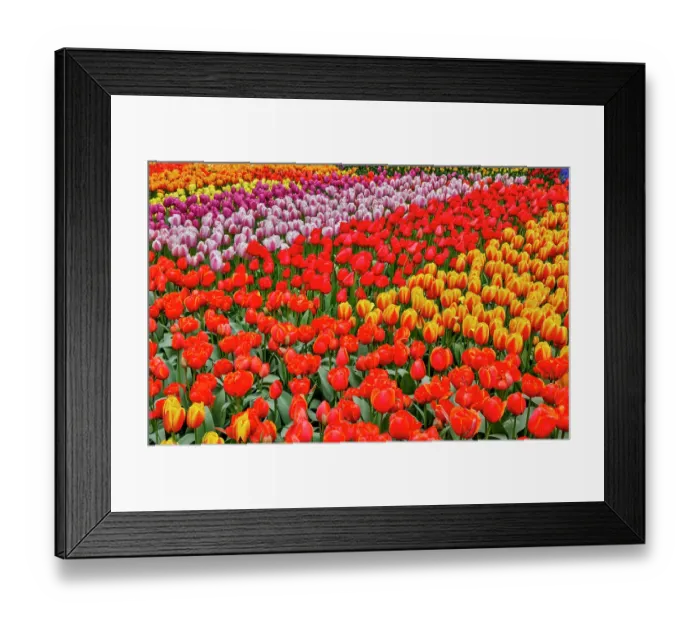 Framed Print : USA, Washington State. Skagit Valley, tulips blooming in garden Framed Print : USA, Washington State. Skagit Valley, tulips blooming in garden