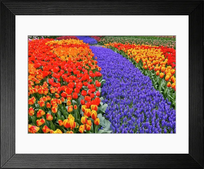 Framed Print : USA, Washington State, Skagit Valley. Garden display with tulips and grape hyacinth