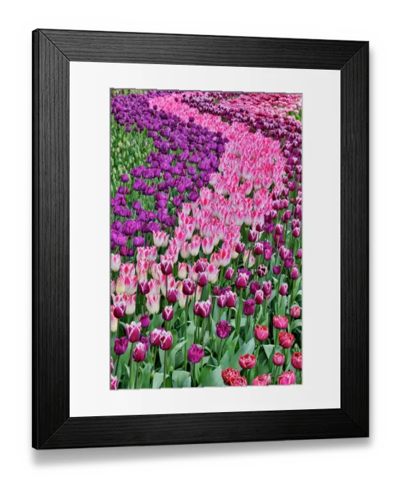 Framed Print : USA, Washington State. Skagit Valley, tulips blooming in garden Framed Print : USA, Washington State. Skagit Valley, tulips blooming in garden