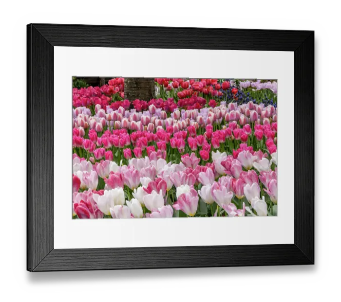 Framed Print : USA, Washington State. Skagit Valley, tulips blooming in garden Framed Print : USA, Washington State. Skagit Valley, tulips blooming in garden