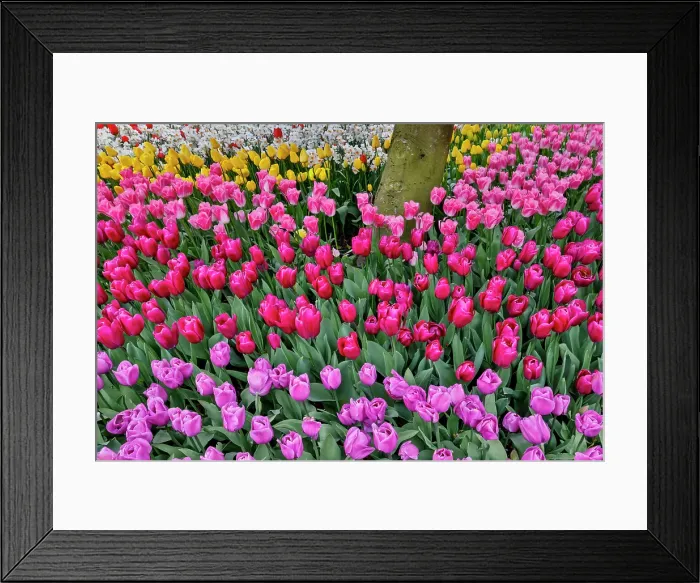 Framed Print : USA, Washington State. Skagit Valley, tulips blooming in garden