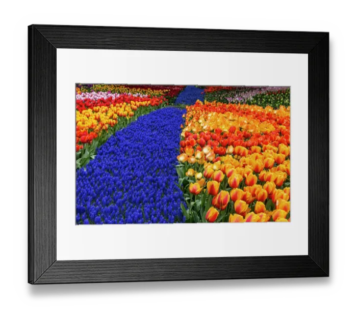 Framed Print : USA, Washington State, Skagit Valley. Garden display with tulips and grape hyacinth Framed Print : USA, Washington State, Skagit Valley. Garden display with tulips and grape hyacinth