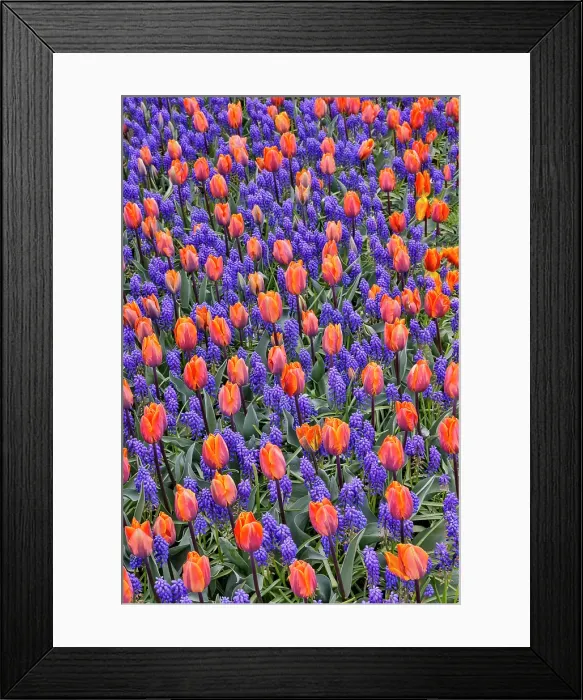 Framed Print : USA, Washington State, Skagit Valley. Garden display with tulips and grape hyacinth Framed Print : USA, Washington State, Skagit Valley. Garden display with tulips and grape hyacinth