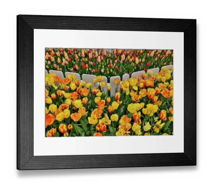 Framed Print : USA, Washington State. Skagit Valley, tulips blooming in garden Framed Print : USA, Washington State. Skagit Valley, tulips blooming in garden