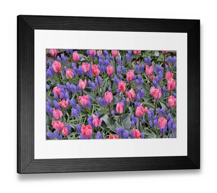 Framed Print : USA, Washington State, Skagit Valley. Garden display with tulips and grape hyacinth