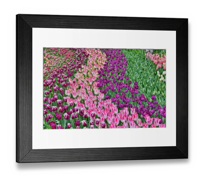 Framed Print : USA, Washington State. Skagit Valley, tulips blooming in garden Framed Print : USA, Washington State. Skagit Valley, tulips blooming in garden