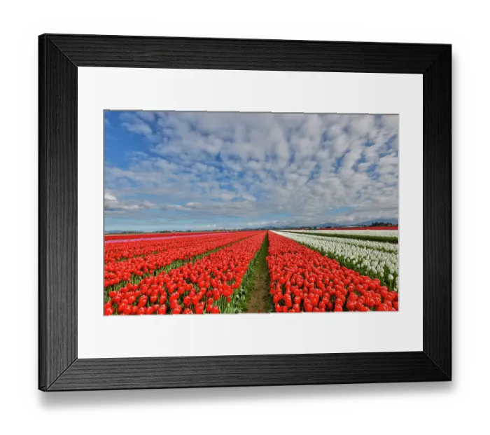 Framed Print : USA, Washington State. Skagit Valley, tulips grown in field Framed Print : USA, Washington State. Skagit Valley, tulips grown in field