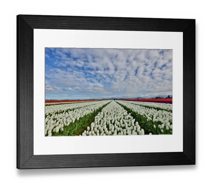 Framed Print : USA, Washington State. Skagit Valley, tulips grown in field