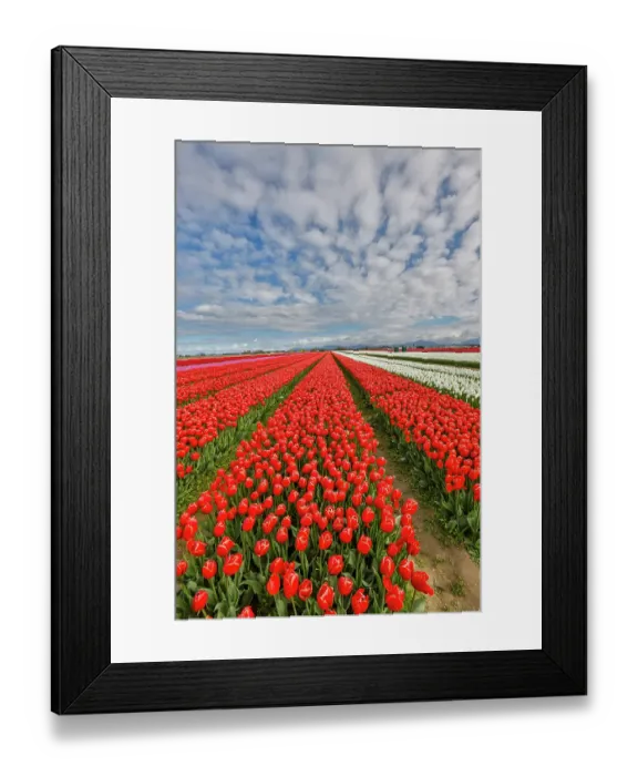 Framed Print : USA, Washington State. Skagit Valley, tulips grown in field
