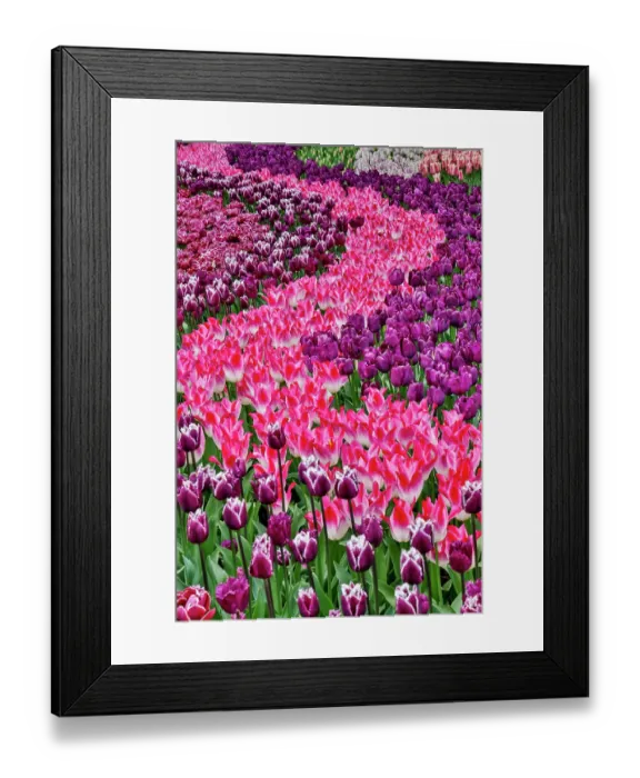 Framed Print : USA, Washington State. Skagit Valley, tulips blooming in garden Framed Print : USA, Washington State. Skagit Valley, tulips blooming in garden