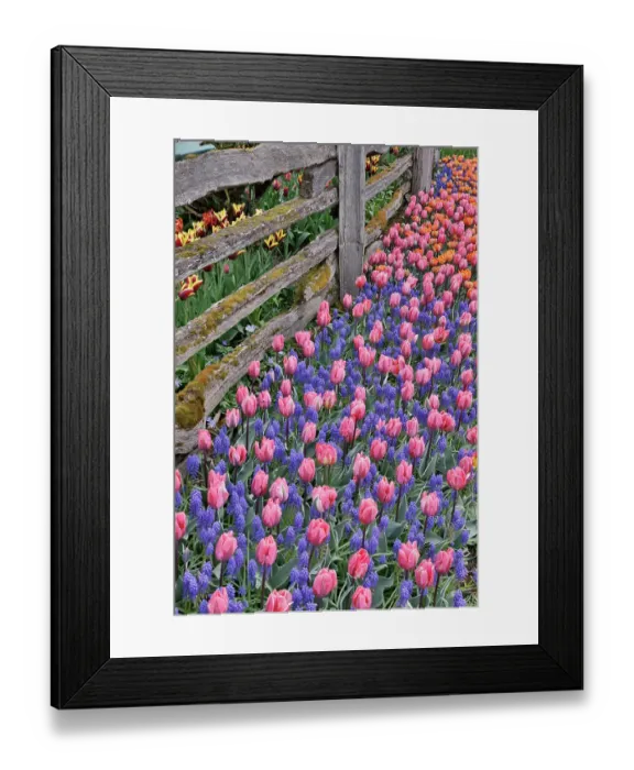 Framed Print : USA, Washington State, Skagit Valley. Garden display with tulips and grape hyacinth