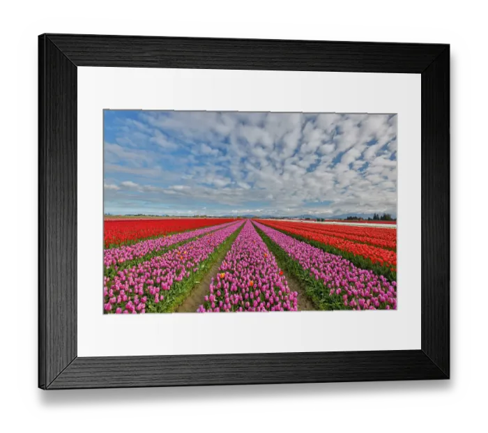 Framed Print : USA, Washington State. Skagit Valley, tulips grown in field