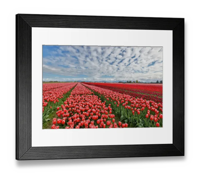 Framed Print : USA, Washington State. Skagit Valley, tulips grown in field Framed Print : USA, Washington State. Skagit Valley, tulips grown in field