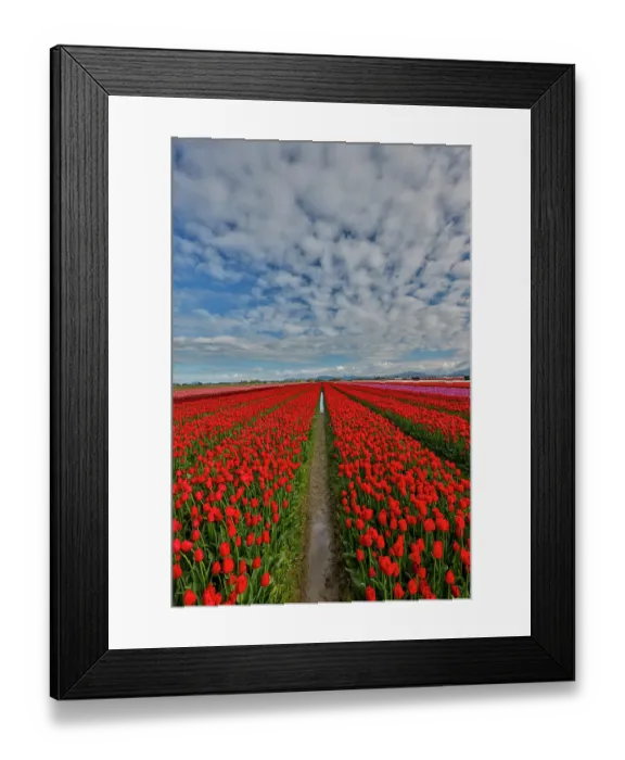 Framed Print : USA, Washington State. Skagit Valley, tulips grown in field