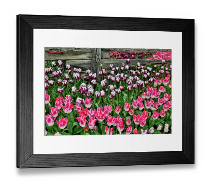 Framed Print : USA, Washington State. Skagit Valley, tulips blooming in garden