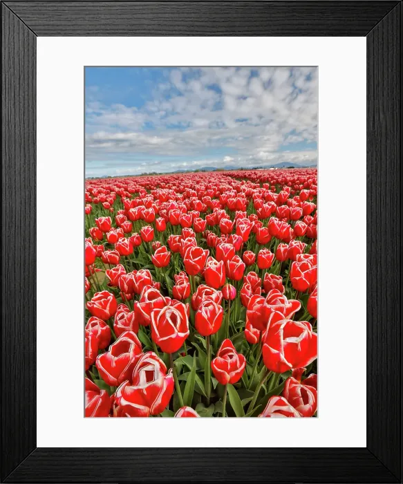 Framed Print : USA, Washington State. Skagit Valley, tulips grown in field