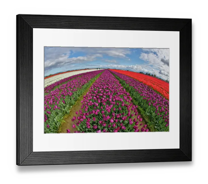 Framed Print : USA, Washington State. Skagit Valley, tulips grown in field
