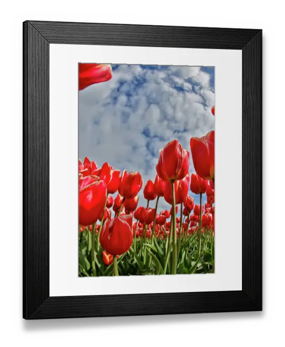 Framed Print : USA, Washington State. Skagit Valley, tulips grown in field Framed Print : USA, Washington State. Skagit Valley, tulips grown in field