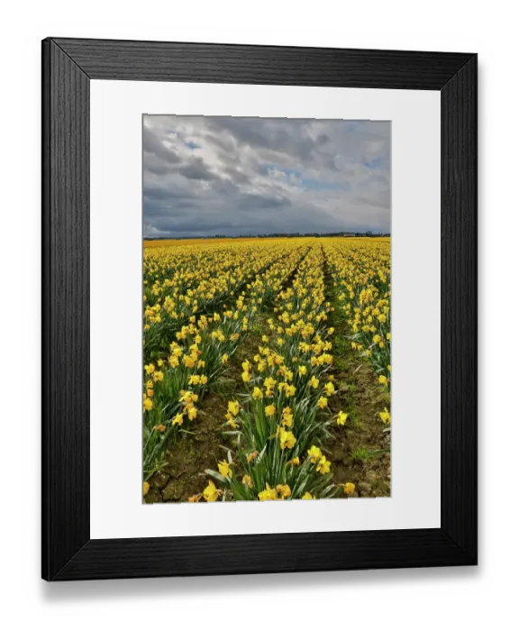 Framed Print : USA, Washington State, Skagit Valley. Yellow Daffodils growing in field Framed Print : USA, Washington State, Skagit Valley. Yellow Daffodils growing in field