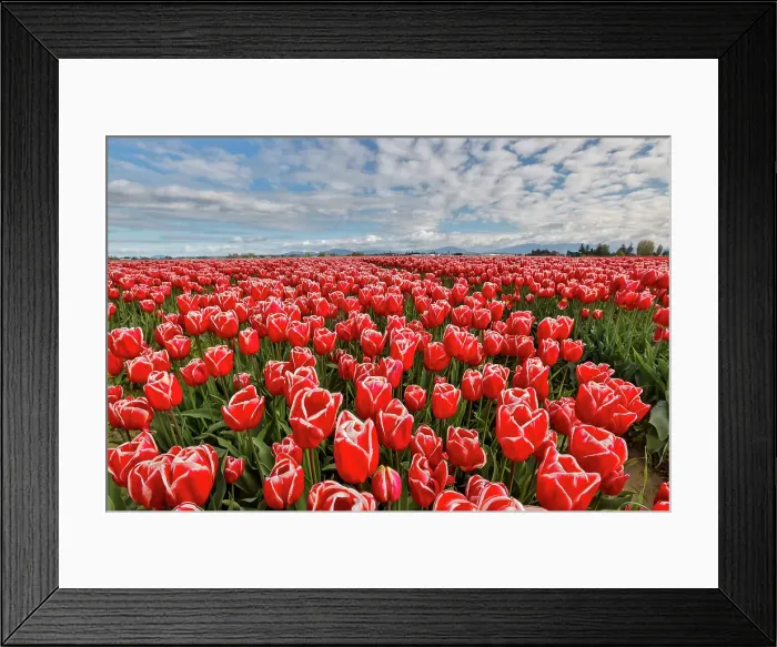 Framed Print : USA, Washington State. Skagit Valley, tulips grown in field