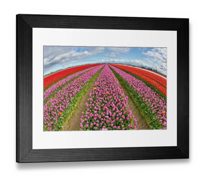 Framed Print : USA, Washington State. Skagit Valley, tulips grown in field Framed Print : USA, Washington State. Skagit Valley, tulips grown in field