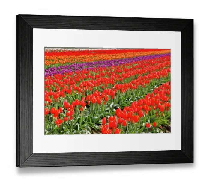 Framed Print : USA, Washington State. Skagit Valley, tulips grown in field Framed Print : USA, Washington State. Skagit Valley, tulips grown in field