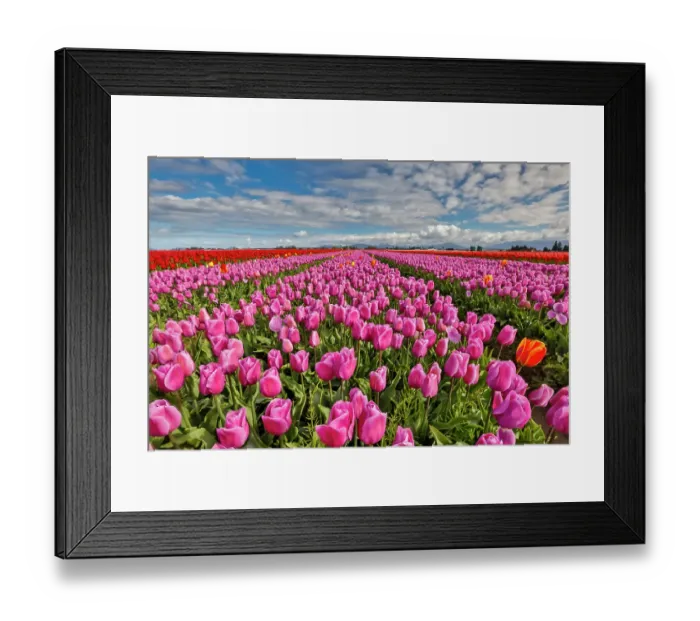 Framed Print : USA, Washington State. Skagit Valley, tulips grown in field