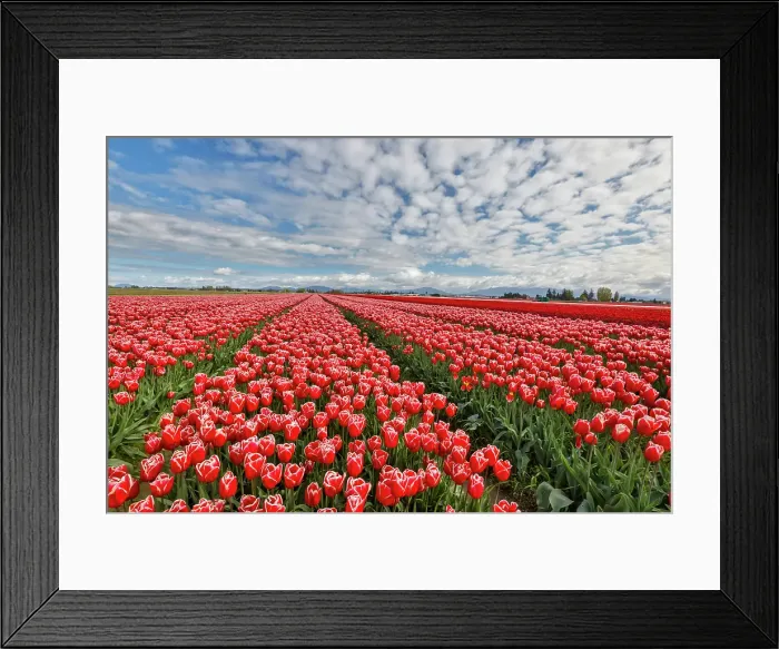 Framed Print : USA, Washington State. Skagit Valley, tulips grown in field Framed Print : USA, Washington State. Skagit Valley, tulips grown in field