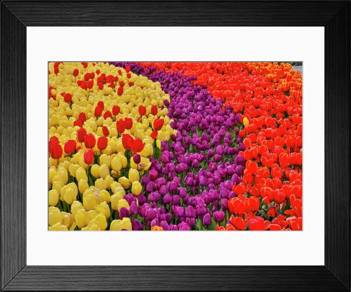 Framed Print : USA, Washington State. Skagit Valley, tulips blooming in garden