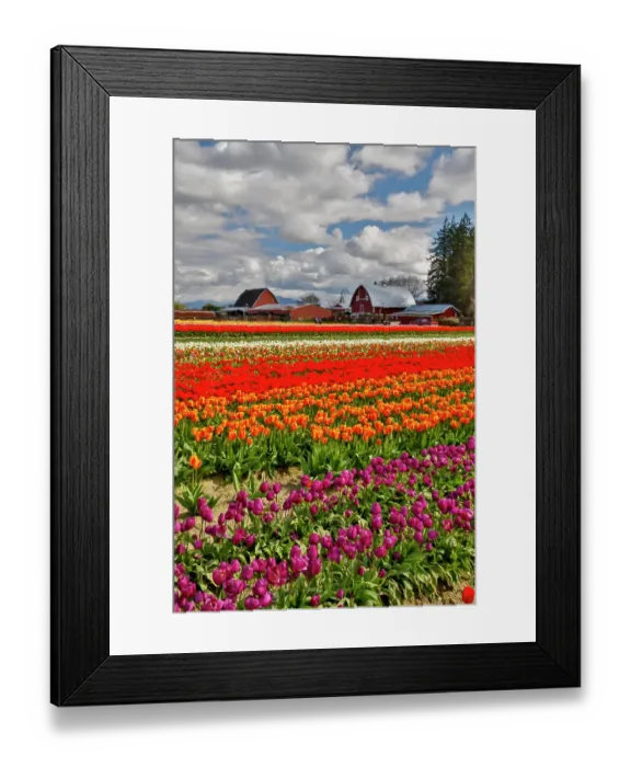 Framed Print : USA, Washington State, Skagit Valley. Red barn and tulips grown in field. (Editorial Use Only)
