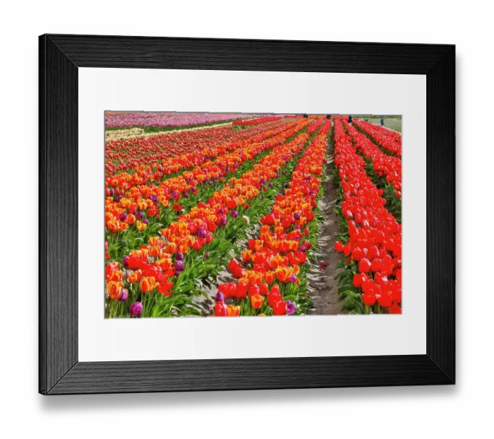 Framed Print : USA, Washington State. Skagit Valley, tulips grown in field