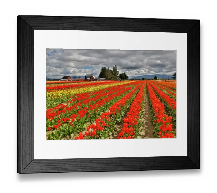 Framed Print : USA, Washington State, Skagit Valley. Red barn and tulips grown in field. (Editorial Use Only) Framed Print : USA, Washington State, Skagit Valley. Red barn and tulips grown in field. (Editorial Use Only)